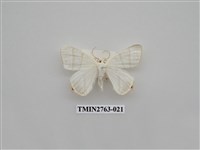 藏品(尺蛾332)的圖片